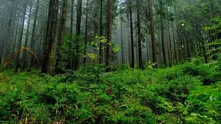 🌫️ 4K Misty Dense Forest with Bird Sounds | Relaxing Nature Video for Sleep, Meditation & TV Backgro