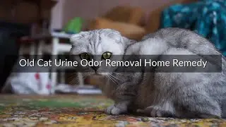 Old Cat Urine Odor Removal Home Remedy