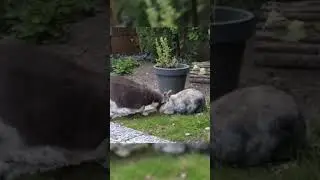 Cat and Rabbit Became Good Friends #cat #rabbit #pets #friends