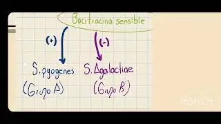 Gram + y Gram -