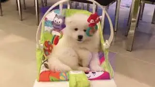 Get Ready to Laugh! 😂 | Best Funny Dog Antics Ever! 🐶| #animalsfunny