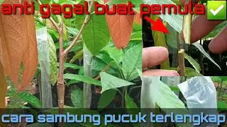 sambung pucuk kakao 45 ||cara sambung pucuk terlengkap untuk pemula