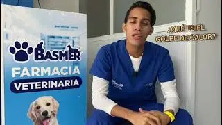&iquest;Qu&eacute; es el Golpe de Calor en perros? - Basmer Veterinaria 💙🐾