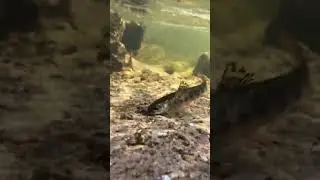 INCREDIBLE Underwater Trout Stream Footage