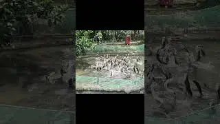 C&aacute; l&oacute;c bay - Snakehead Fish Jumping Show #show #snakeheadfish #canthovietnam #shorts