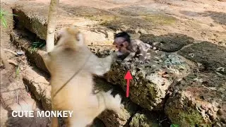 Wow oh my god !!! Poor Daniela cute monkey | Why DeeDee torturing to Daniela?