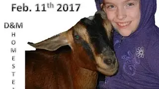 2017 Feb D&M Homestead Kinder Goat Kidding