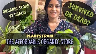Выжили ли растения из магазина Affordable Organic Store? ОБЗОР интернет-магазина растений