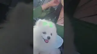 Hi 👋🎀 #shorts #pets #cute #mexico #dance #друзья #миланахаметова #parati #trending #viralvideo #fyp