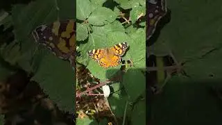 Painted Lady Butterfly #shorts