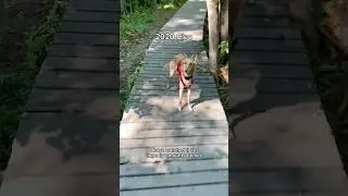 2020 cleo vs 2024 cleo, part 2 #silkenwindhound #dog #shortsvideo #backintheday #fyp #throwback