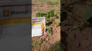 use of ridomil gold and its result