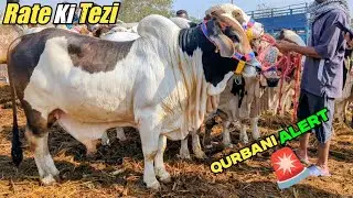Rate Mein Hoa Izaafa 😱 Bhains Colony Cow Mandi Real Rates | Qurbani 2026 Mushkil