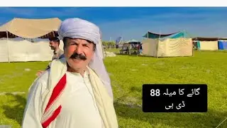 Ali Randhawa Dairy Farm|Ali Randhawa Cow Farm|Ali Randhawa Cholistani Cow|Sheikh Aslam New Vlog