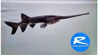Baby Monster Paddle Fish #Exotic #monsterfish #aquarium #R_aquarium