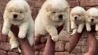 Chow Chow Puppies For Sale at Best Price of Range in India #chowchow #puppies