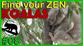 Never enough  🐨Koala?   THE best moments with everyone's favourite koala, Bullet