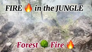 FIRE 🔥 in the JUNGLE 🌳- Forest Fire 🔥 #Problem #Forestfire #junglevibes