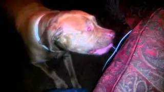 Funny dog eating candy