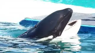 Miami Seaquarium - 2017