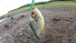 Piranha me enganou kkk achando q era um monstro! Isca firestik