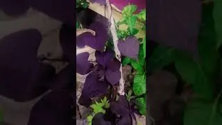 #SweetPotatoVine #hanging plant #creeperplant💜💚