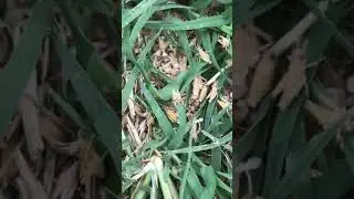 Grasshopper Eggs Hatching❤️🥚