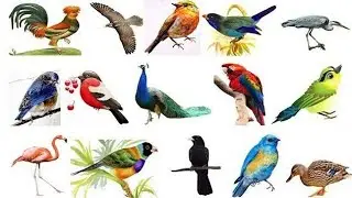 Bird Farm | Bird Breeding farm Punjab Pakistan | Aviary Bird farm Sahiwal | Bird Breeding Farming