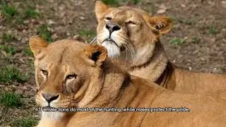Rare Facts about Lions #viral #recommended #animals #funfacts #documentary #lion #lions #viralvideo 