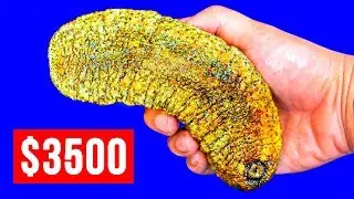خيار البحر غالي جداً، وإليك السبب