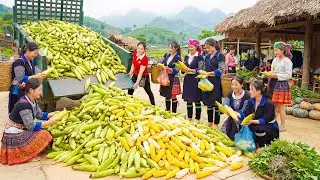 Harvesting 1000 Corns, Use Truck Transport Many Corn Go To Countryside Market Sell