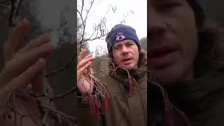 Diesen Baum musst du kennen
