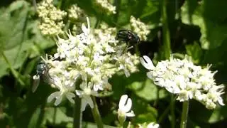 Bluebottle - Calliphora vomitoria - Sk&iacute;tafluga - Skeggbokka -  Flugur - Skord&yacute;r