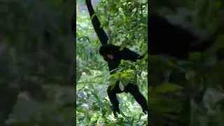 funny gibbon swinging through trees - monkey video#shorts#monkey#trending