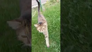 Cat Marfa walk on the grass #catmemes #kitten #cute