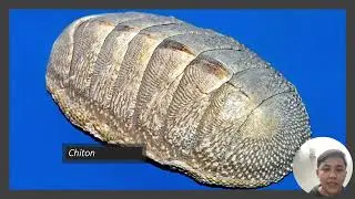 Part 4: Porifera, Cnidaria, Ctenophora, Platyhelminthes, Mollusca, Annelida, Arthropoda