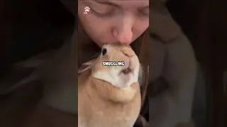 Does your bunny love you 🐰⁉️ #shorts #bunny