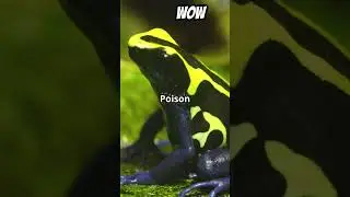 #DeadlyVenoms #AnimalPoisons #NatureDocumentary #WildlifeEducation #VenomousCreatures