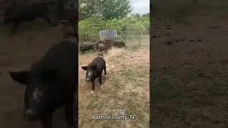 More pork out of Bastrop county  Texas!
