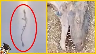 10 Dragões na vida real capturados na câmera
