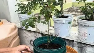🌿 The Secret Behind Fast Plant Root Development 🌿
