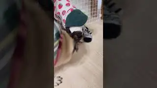 馬の蹄をもってパグから逃げるボストンテリア#犬 #パグ #pug #多頭飼い #ボストンテリア#犬好きさんと繋がりたい