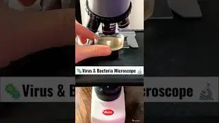 Virus & Bacteria Microscope 🔬#microscope #covid19 #virus #shorts #trending #viral #tiktok 🦠