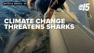 Sharks face new threats as human-caused climate change pose challenges
