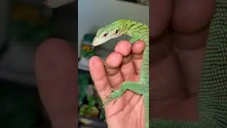 Such an incredible lizard💚 #VaranusPrasinus #GreenTreeMonitor #monitorlizard #monitorlizards
