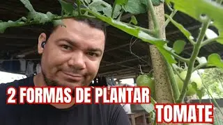 2 formas de plantar tomate 🍅 