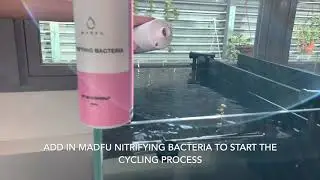 How to setup a successful Caridina shrimp tank.