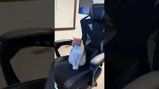 This cat is sitting in my chair!