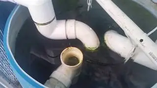 The Snail Invasion