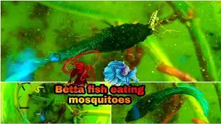 Betta fish eating mosquitoes - (fighter fish )